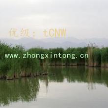 ḻ