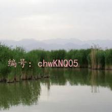 ĩ